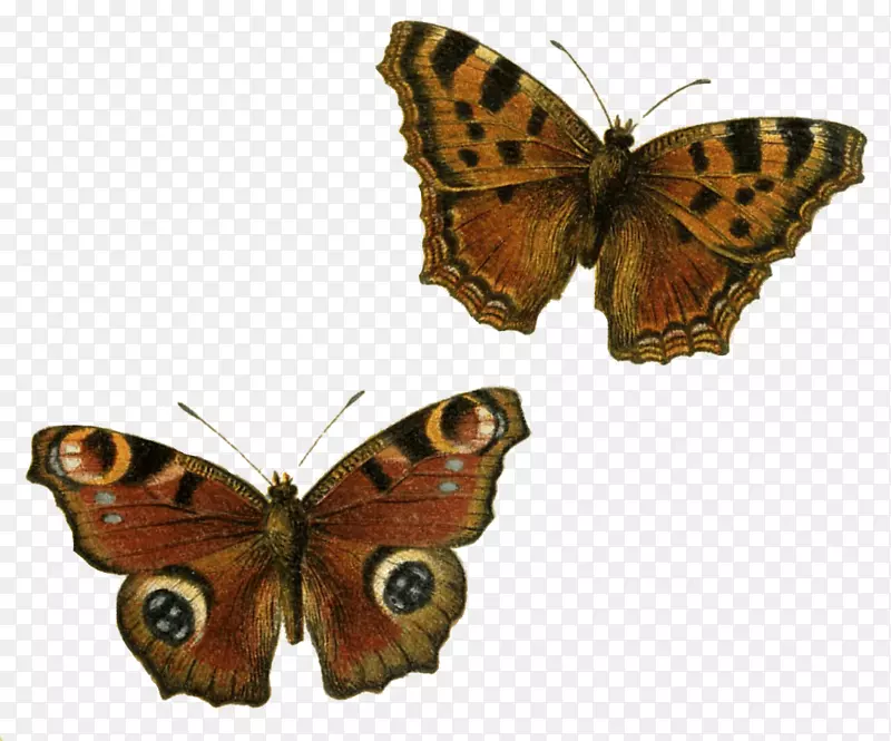 蝴蝶夹艺术-棕色