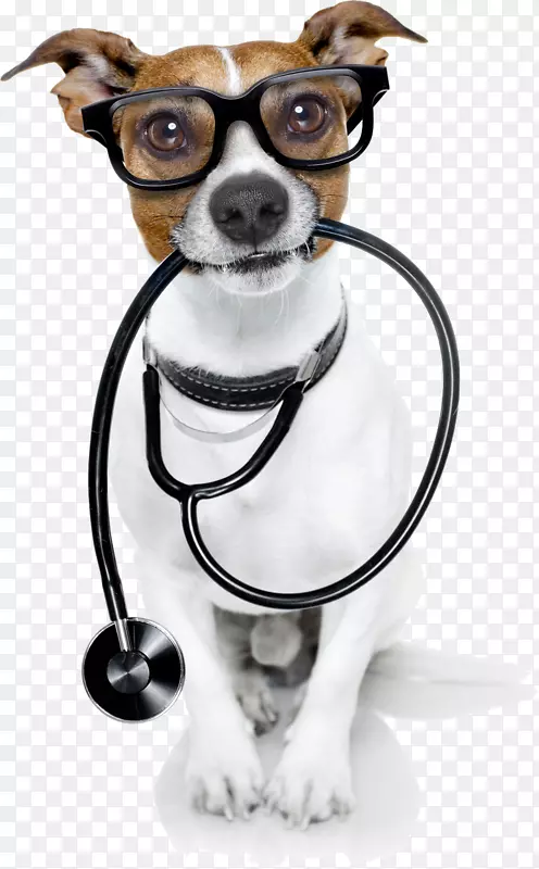 狗兽医宠物猫医生-兽医