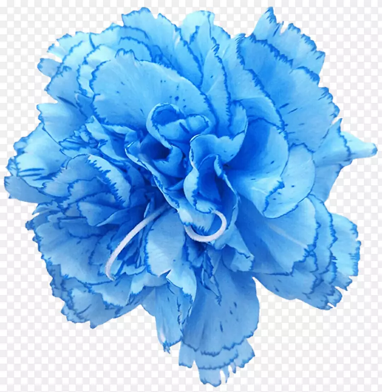 康乃馨玫瑰蓝切花蓝色豌豆花