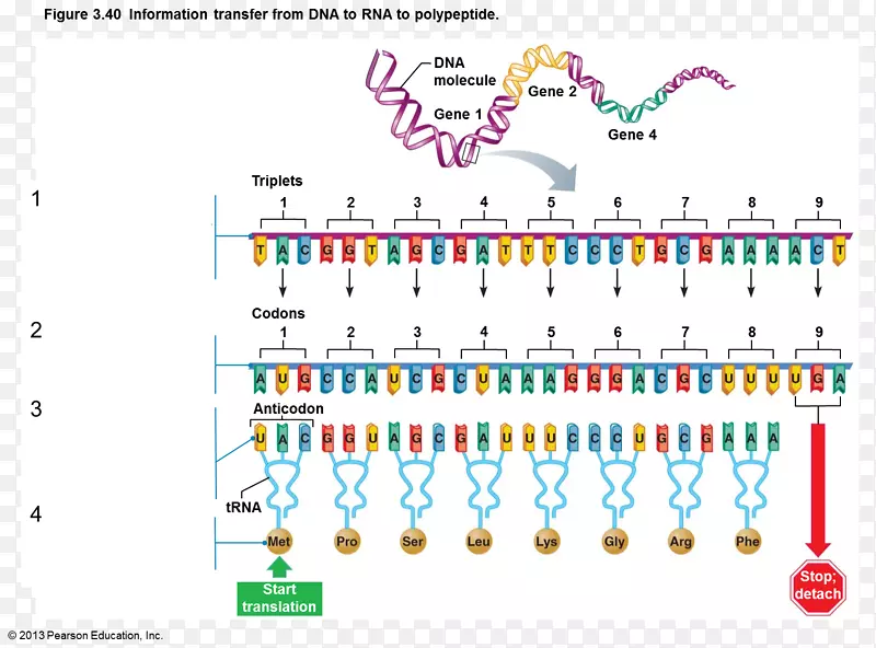 信使RNA dna结合蛋白