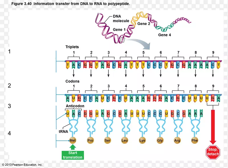 信使RNA dna结合蛋白PNG图片素材下载_图片编号2374420-PNG素材网