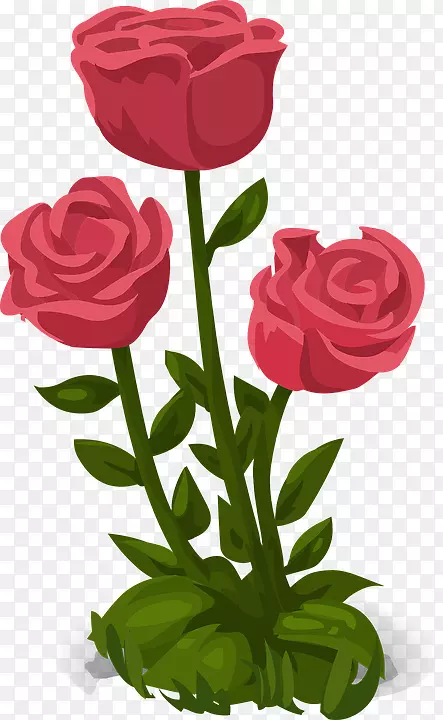玫瑰花快乐母亲节