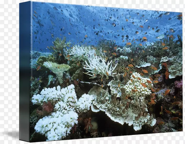 石珊瑚鹿角珊瑚漂白珊瑚
