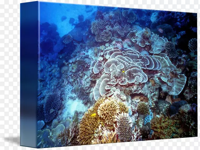 石珊瑚、珊瑚礁、鱼类、海洋生物、水下珊瑚礁