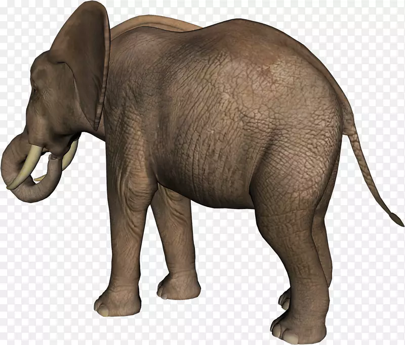 印度象非洲象牙野生动物大象