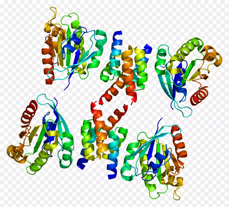 golga 4 arl1golga 1高尔基装置ADP核糖基化因子