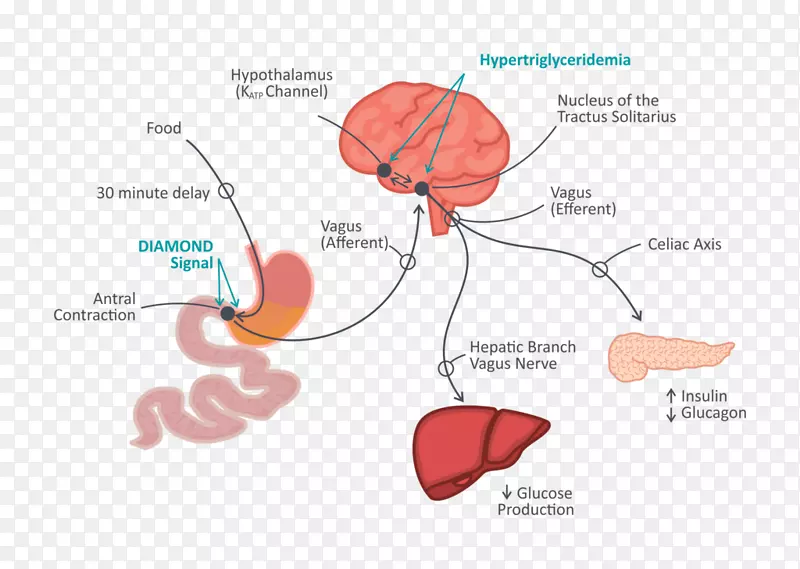 肠-脑轴-胃肠道-人脑