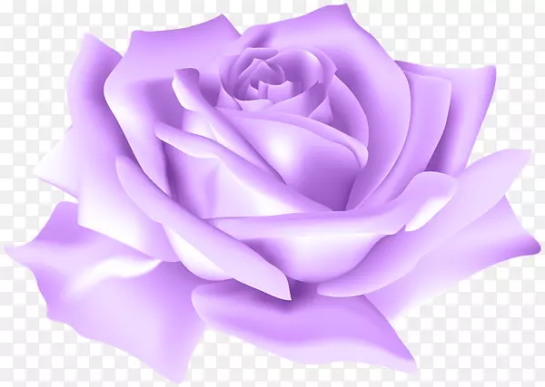 蓝玫瑰插花艺术-紫玫瑰