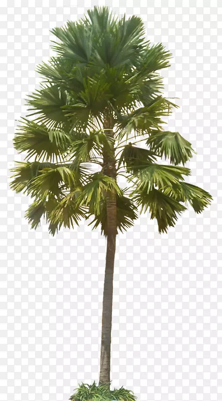 亚洲棕榈、槟榔科、球果、黑杨、亚热带-棕榈树