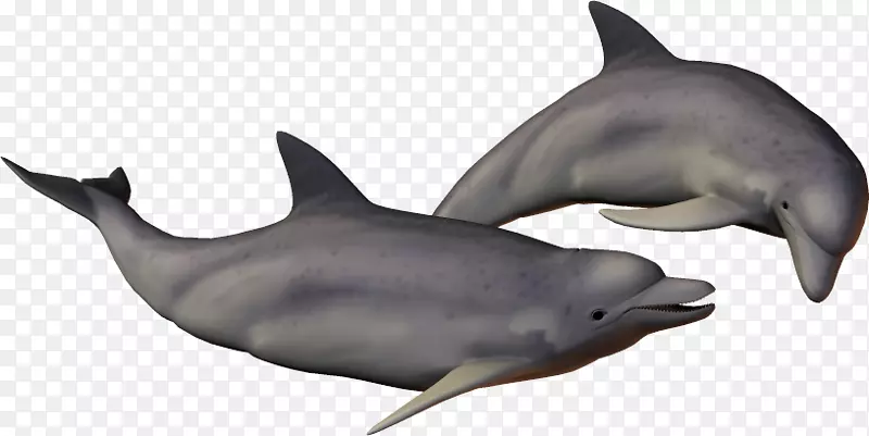 条纹海豚普通宽吻海豚短喙普通海豚粗齿海豚图库溪海豚