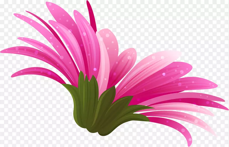 粉红特兰士瓦雏菊彩色剪贴画-花