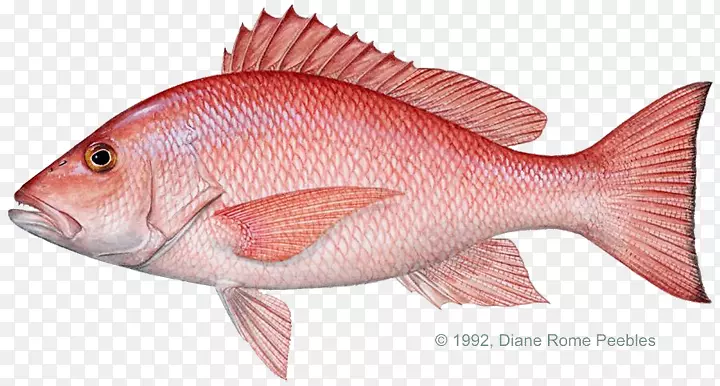 国际渔场鱼类协会-红鱼
