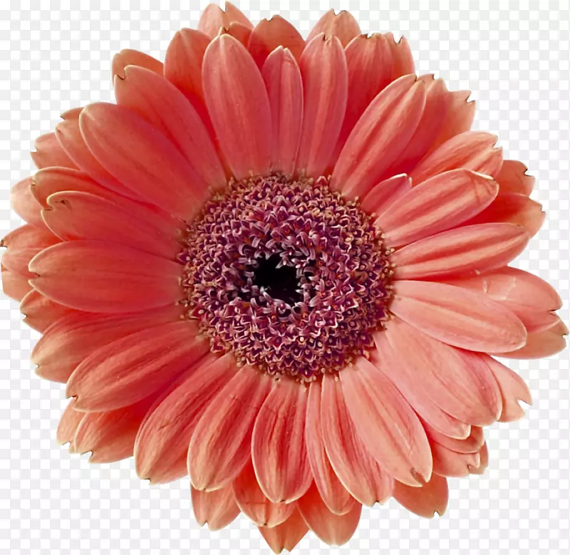芭比尔顿雏菊珊瑚花标本摄影-花