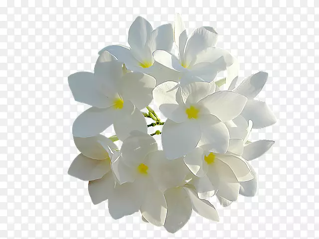 切花白花瓣白花