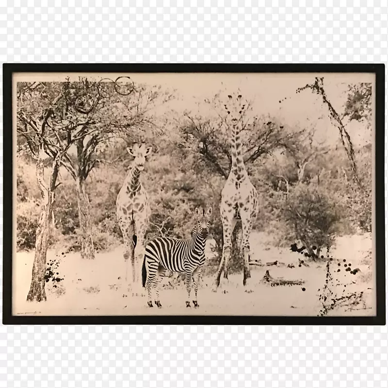 长颈鹿生态系统动物草原画框-非洲景观