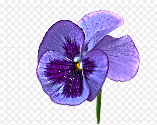 潘西紫罗兰花