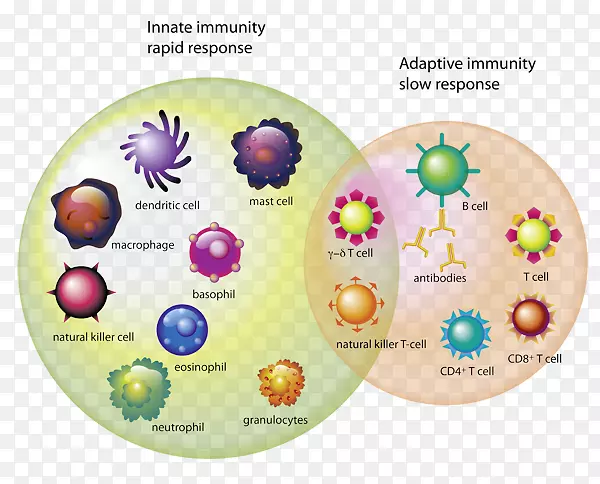 免疫系统T细胞免疫白细胞免疫系统