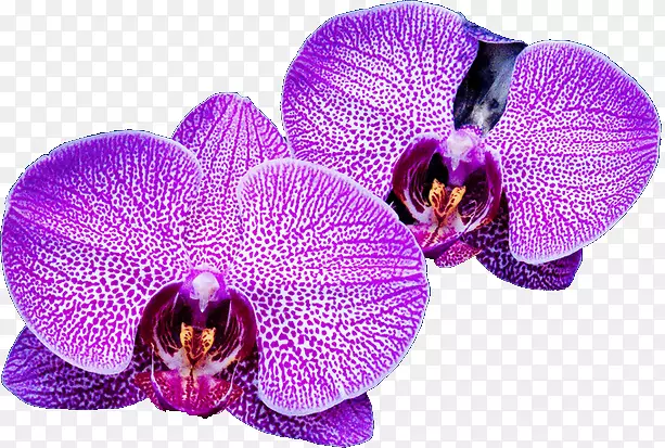 蛾兰紫科兰花