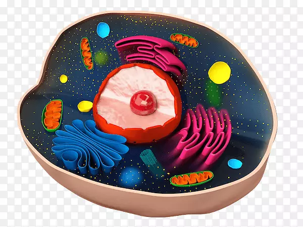 植物细胞cèl·卢拉动物生物学-细胞