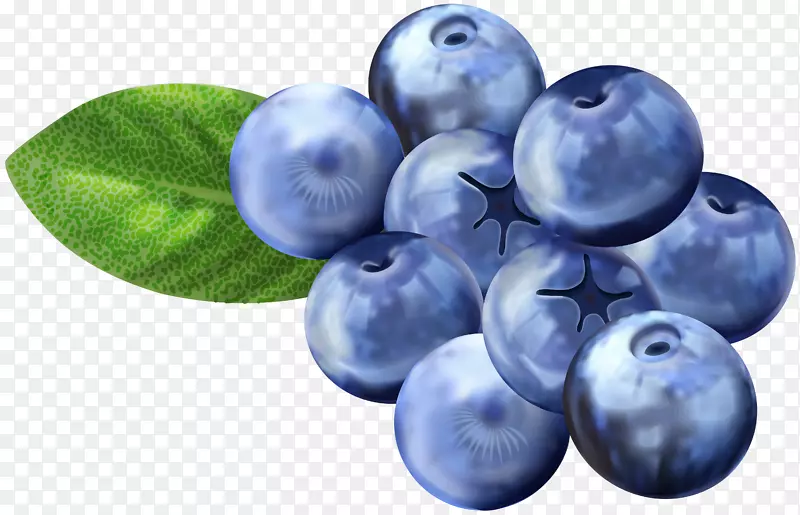 蓝莓葡萄-越橘剪贴画-蓝莓