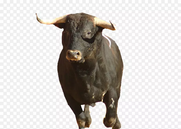 西班牙式斗牛