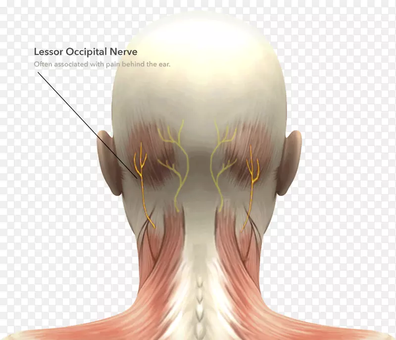 头颈解剖人体头部人体颈部肌肉