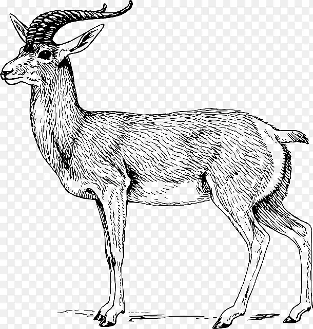 羚羊叉角画鹿夹艺术山羊头骨