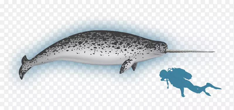 巴芬湾海洋兰开斯特声音独角鲸