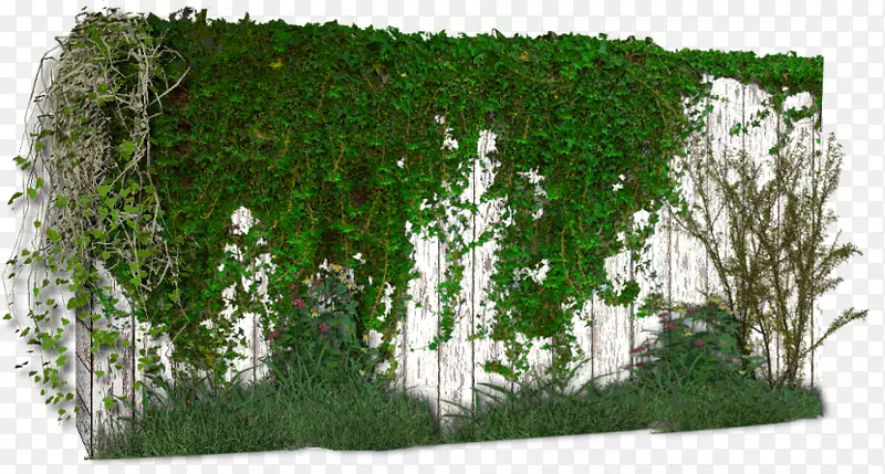 藤壁植物光景桦树墙