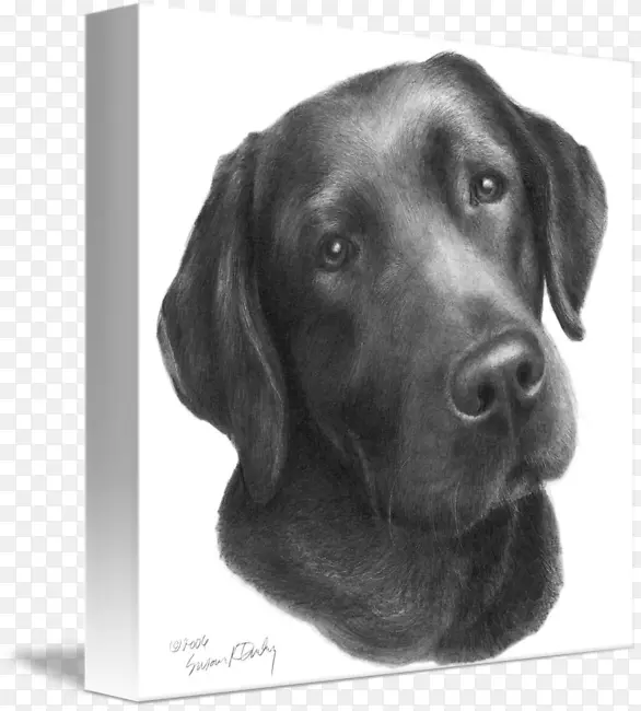 拉布拉多猎犬绘制草图-拉布拉多猎犬