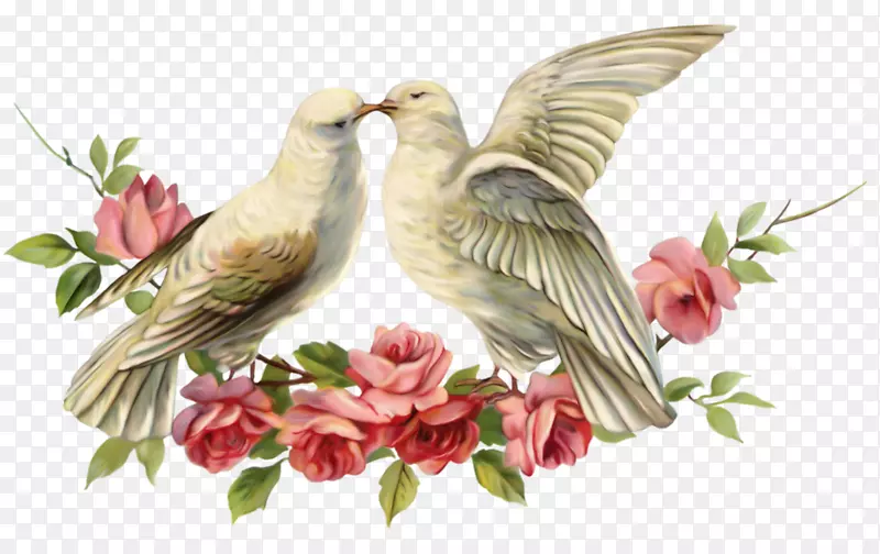 情人节鸟婚礼典型的鸽子-一对鸟