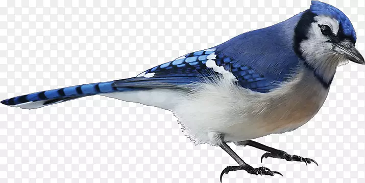 鸟蓝鸟摄影-水彩画鸟