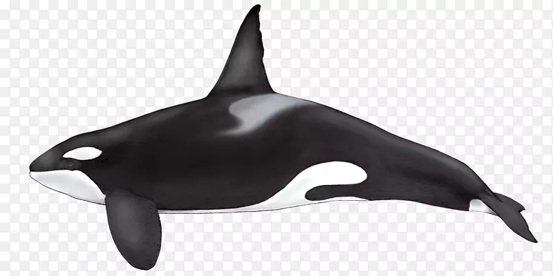 假虎鲸海豚虎鲸