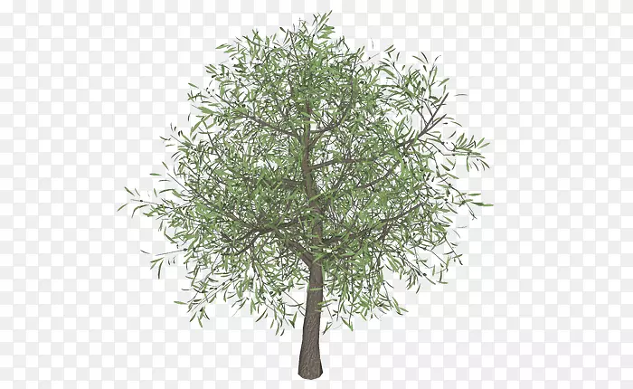 橄榄枝树模板-树三维