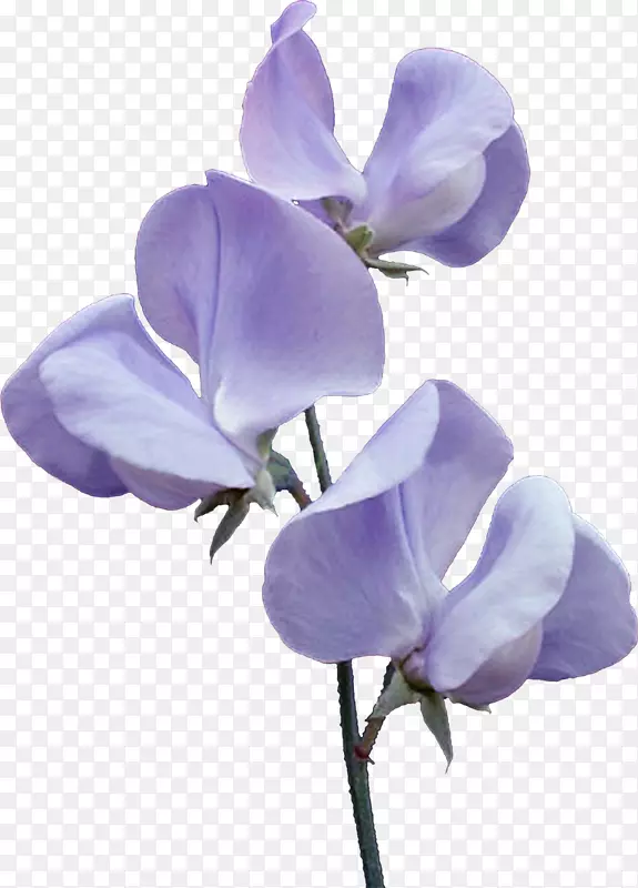 花紫罗兰蓝剪贴画-花