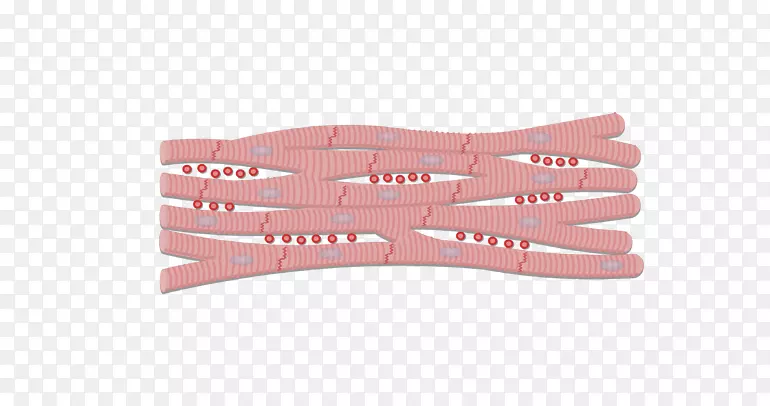 夹层椎间盘心肌细胞间隙连接-解剖肌
