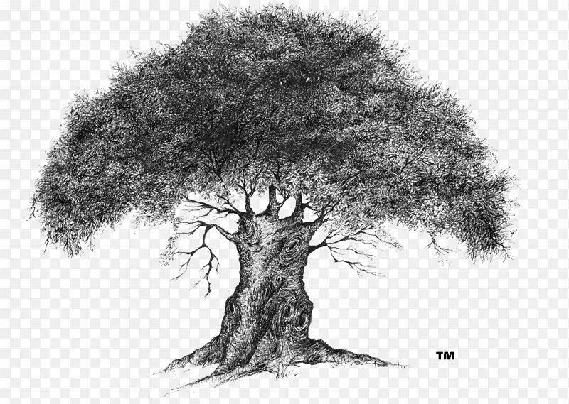 孤独树/米/02csf绘图公司-树橡木