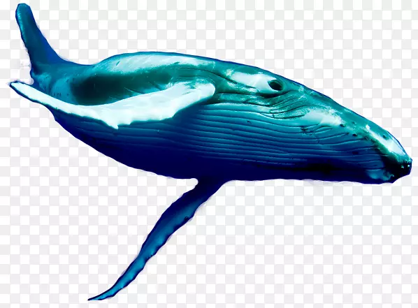 海豚蓝鲸鲸目动物-鱼类跳跃
