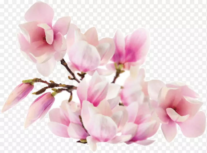Magnolia st.au.150 min.v.unc.nr ad族花瓣