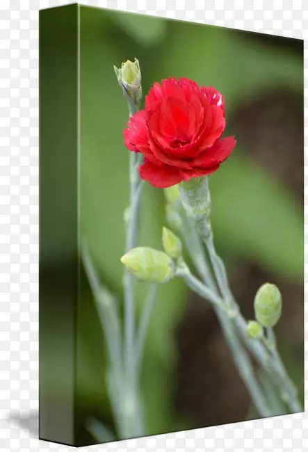 切花玫瑰科植物茎红康乃馨