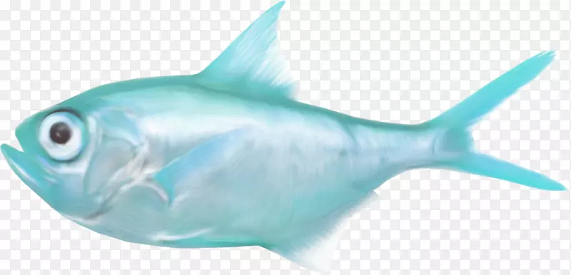 鲨鱼咸水鱼海夹艺术-多利鱼