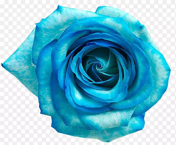 蓝玫瑰蓝花-弗洛雷斯·阿祖尔