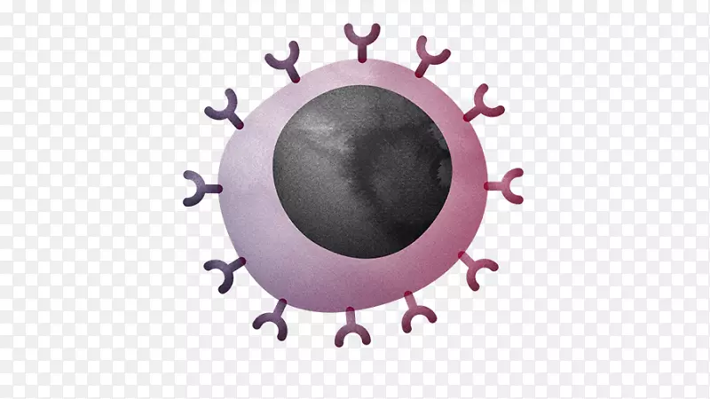 细胞毒T细胞免疫系统自然杀伤细胞免疫系统