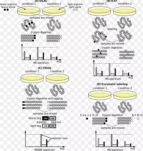 质谱定量蛋白质组同位素编码亲和标记相对定量和绝对定量质谱