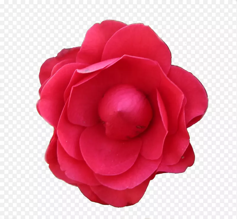 玫瑰花摄影-红包