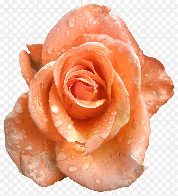 花园玫瑰，回形针艺术-玫瑰