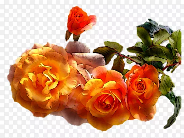 花园玫瑰，受欢迎的开花植物切花摄影.手提箱年份