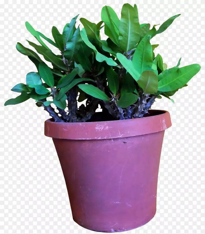 花盆叶，室内植物草本植物-荆棘冠