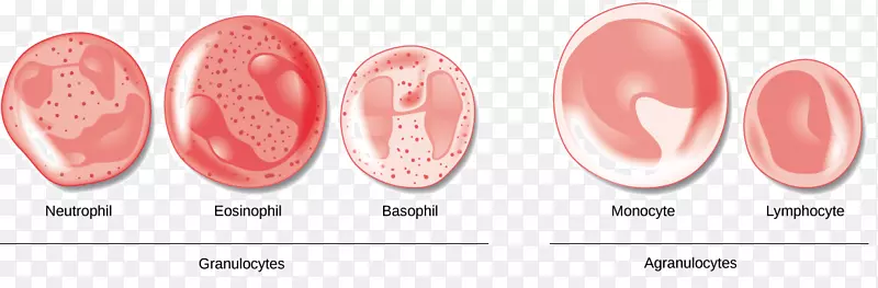 红细胞粒细胞白细胞-血细胞
