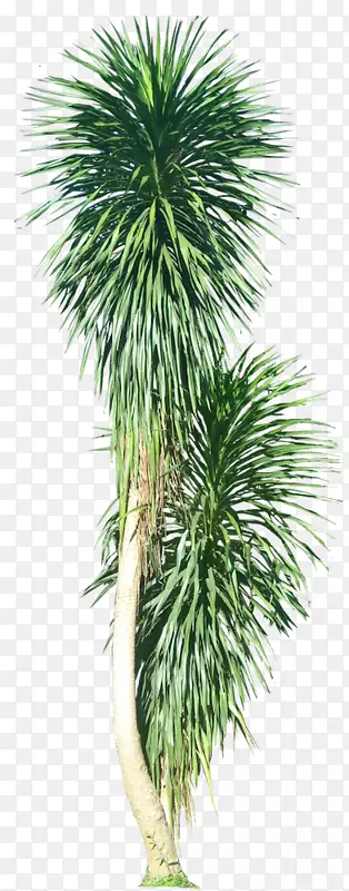 亚洲棕榈属植物槟榔科树-热带叶